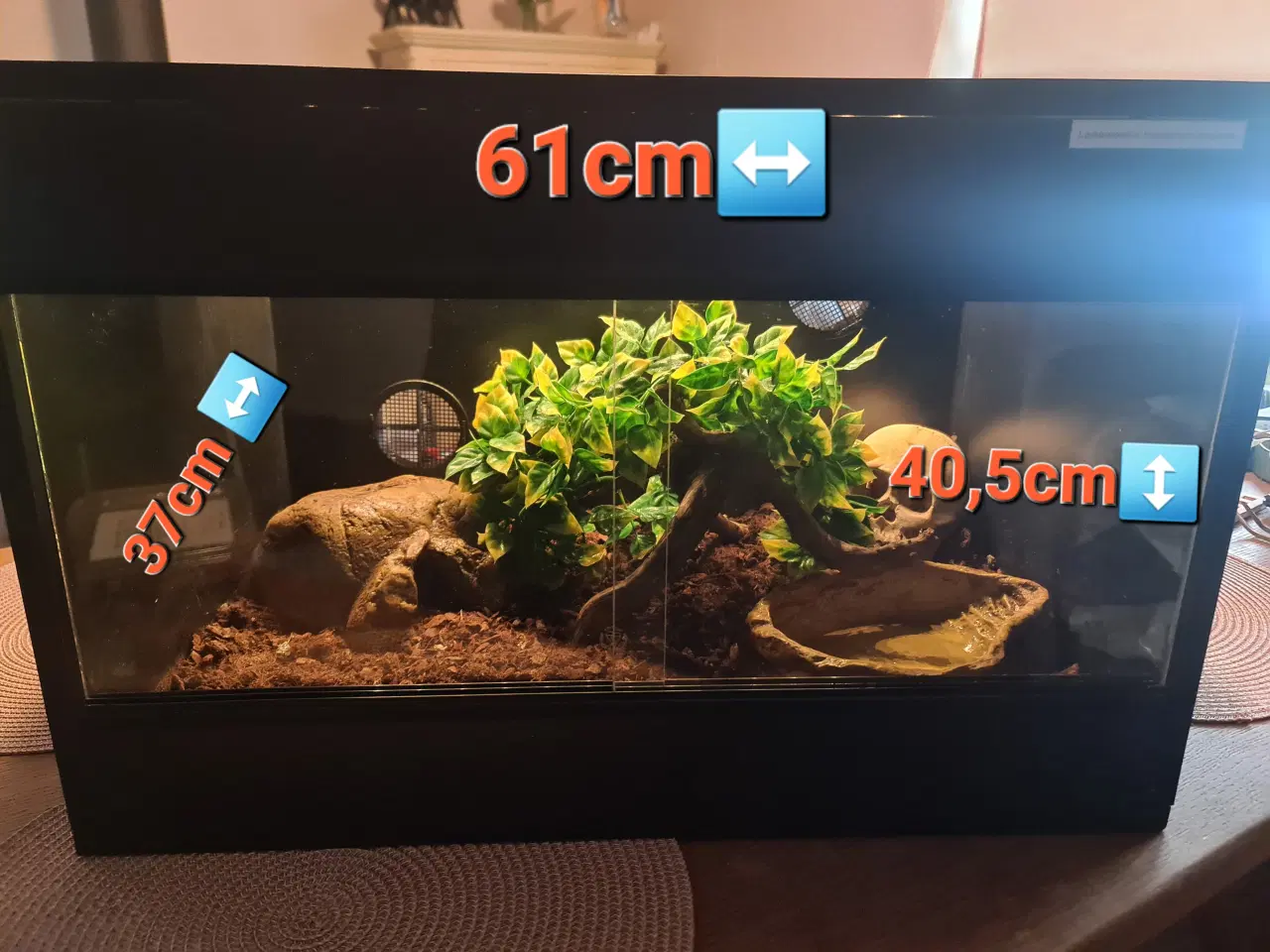 Billede 8 - Sinaloa snog inkl. terrarie