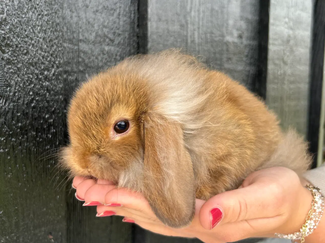 Billede 3 - Mini lops og Lion lops