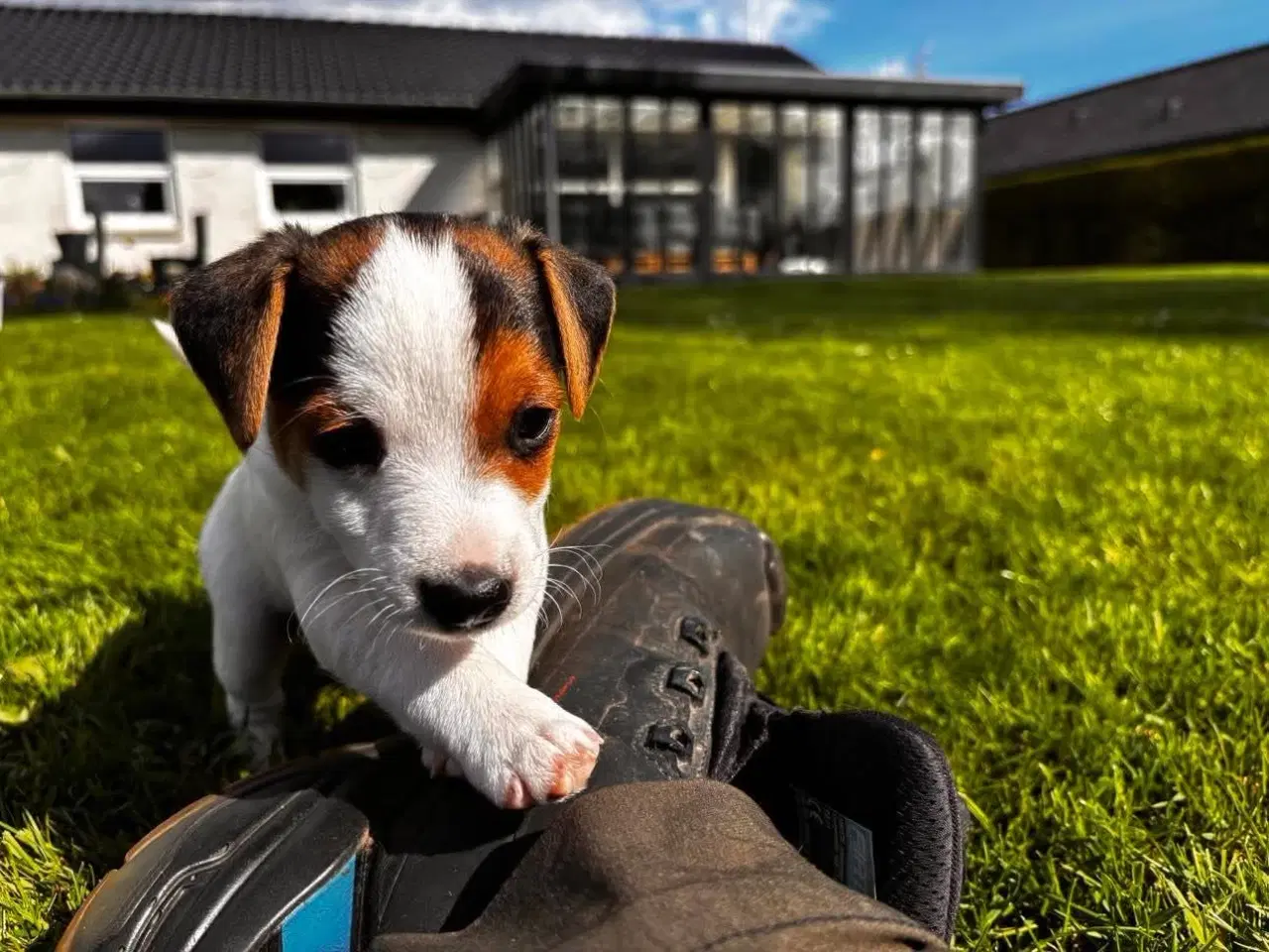 Billede 2 - Jack Russell hvalp