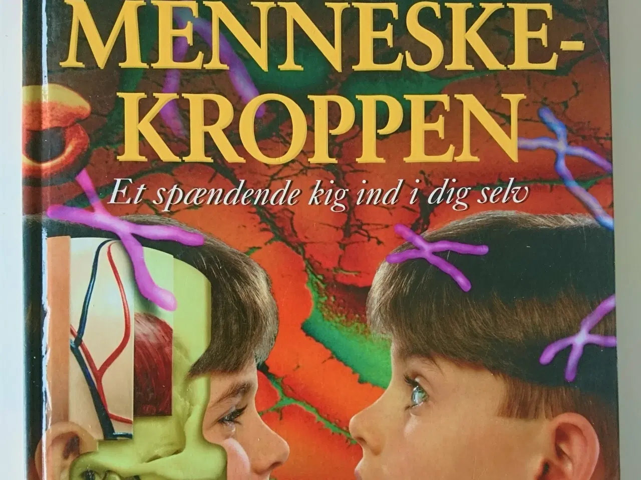 Billede 1 - Menneskekroppen - et spændende kig ind i dig selv!