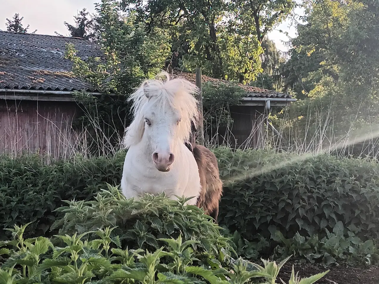 Billede 1 - 2 bedste venner sælges samlet. Shetlandsponyer 
