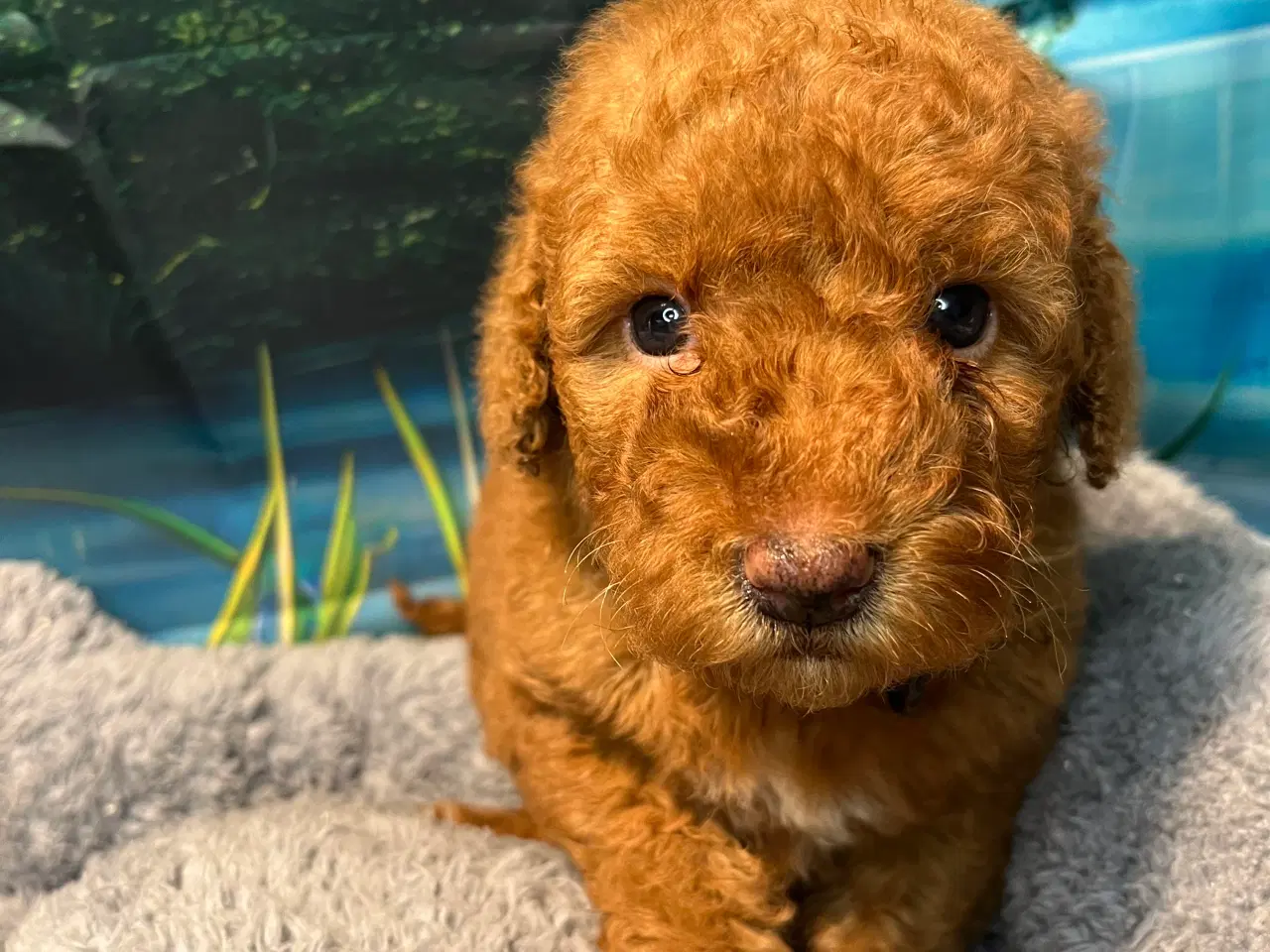 Billede 3 - Goldendoodle babyer 🥰🐾