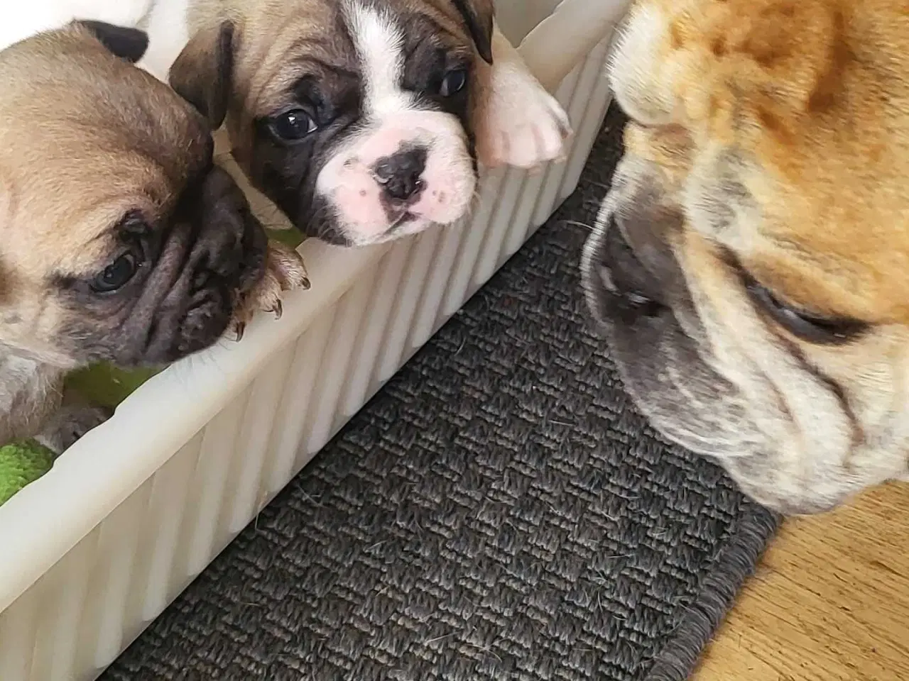 Billede 7 - Fransk Bulldog 