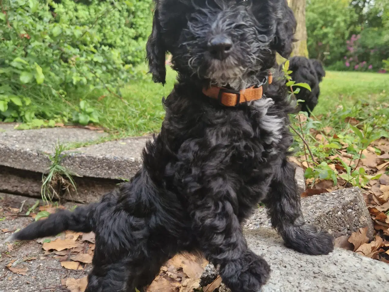 Billede 9 - Mini Goldendoodle hvalpe
