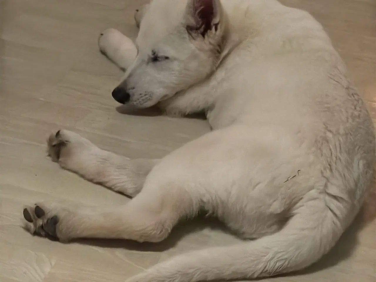 Billede 2 - Flot hvid dreng