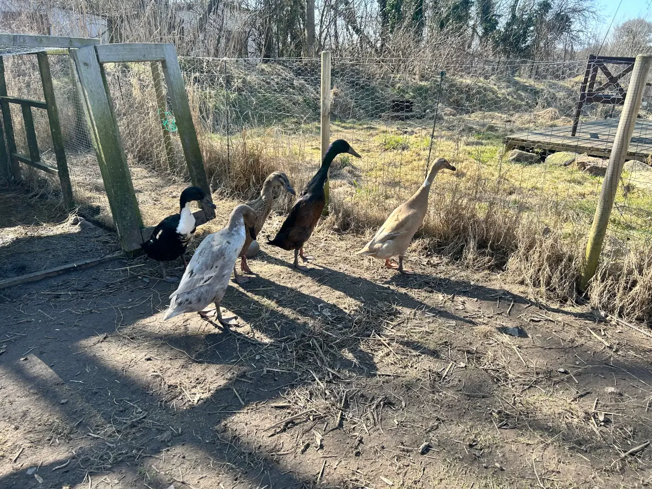 Billede 2 - Rugeæg fra løbeænder