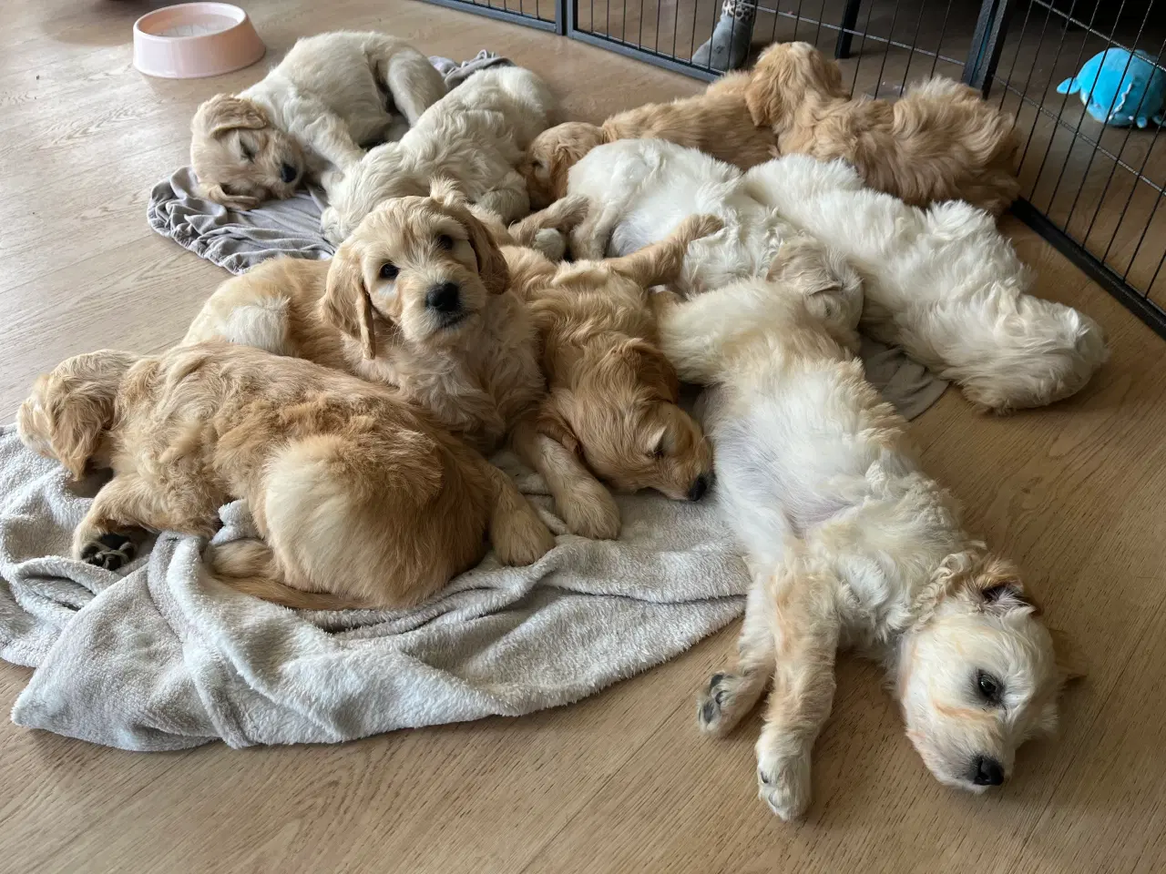 Billede 5 - Goldendoodle 
