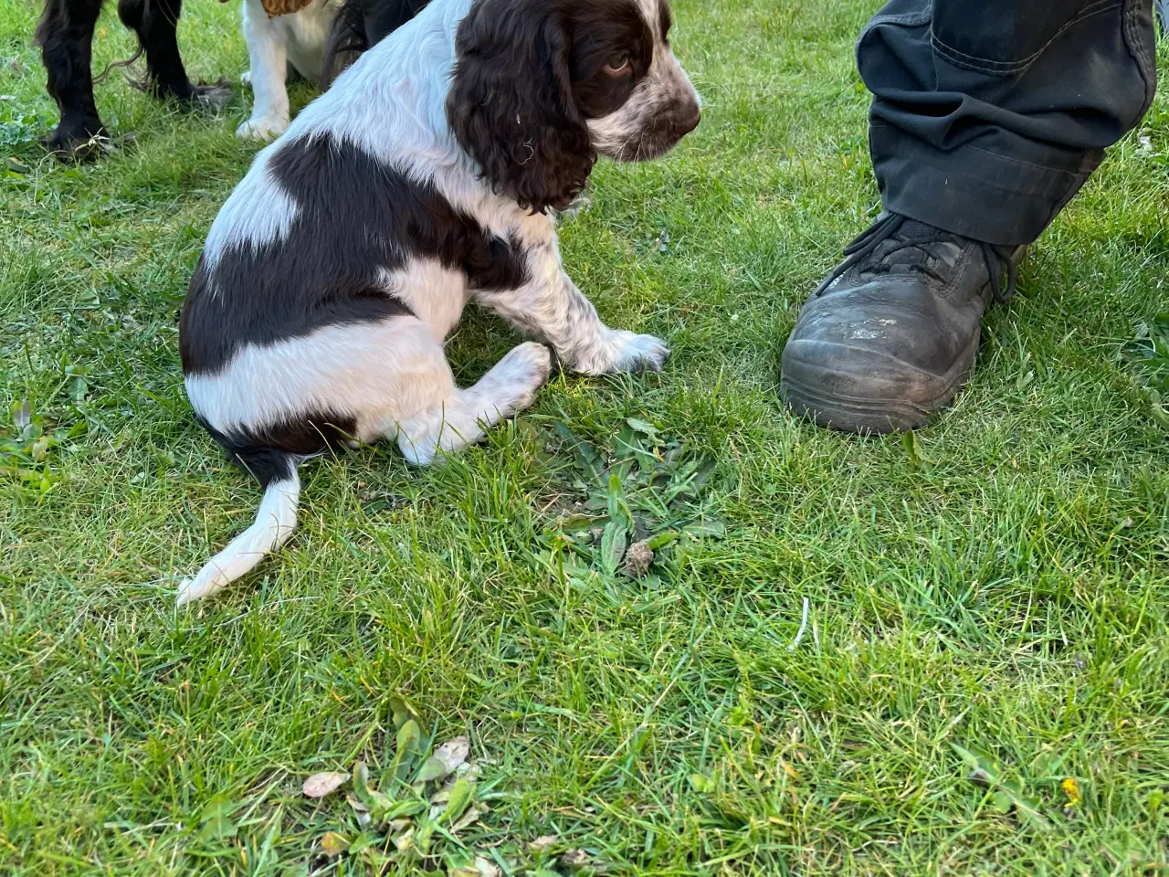 Billede 2 - Stue opdrætte cocker spaniel 