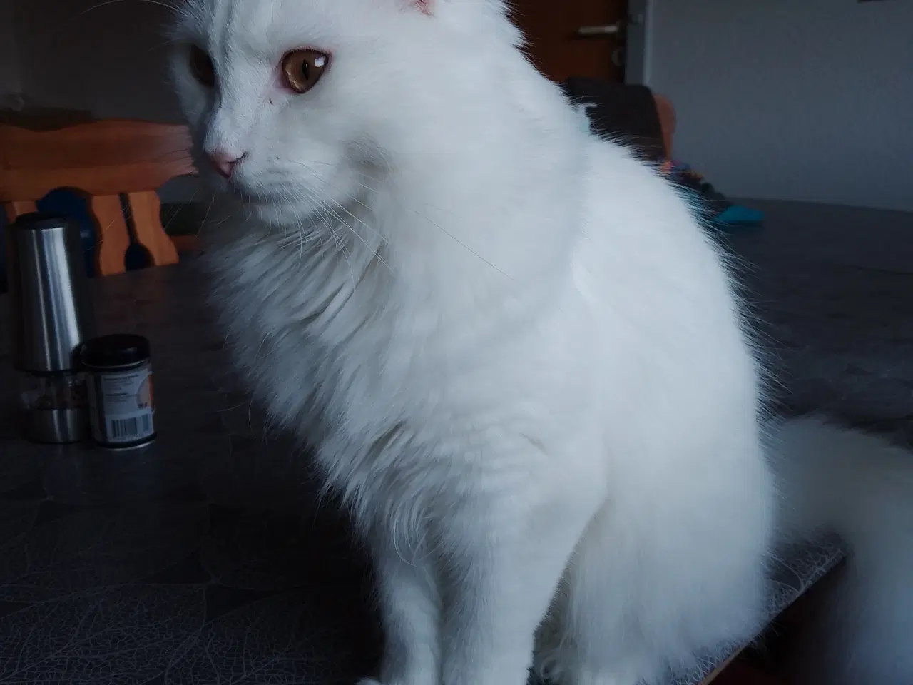 Billede 1 - Hunkat, 2½ år, maine coon-blanding