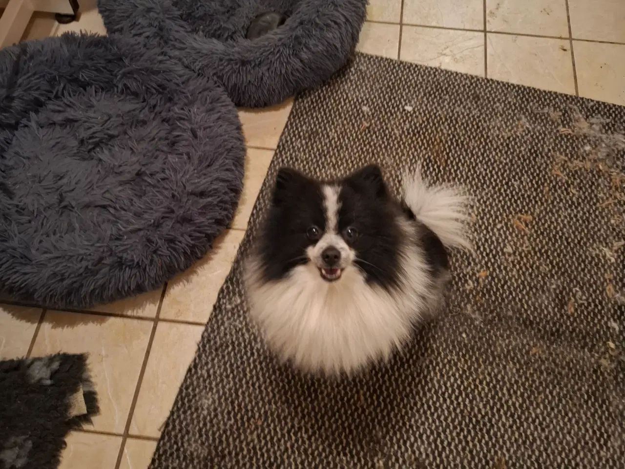 Billede 12 - Kærlig pommeranian dreng 