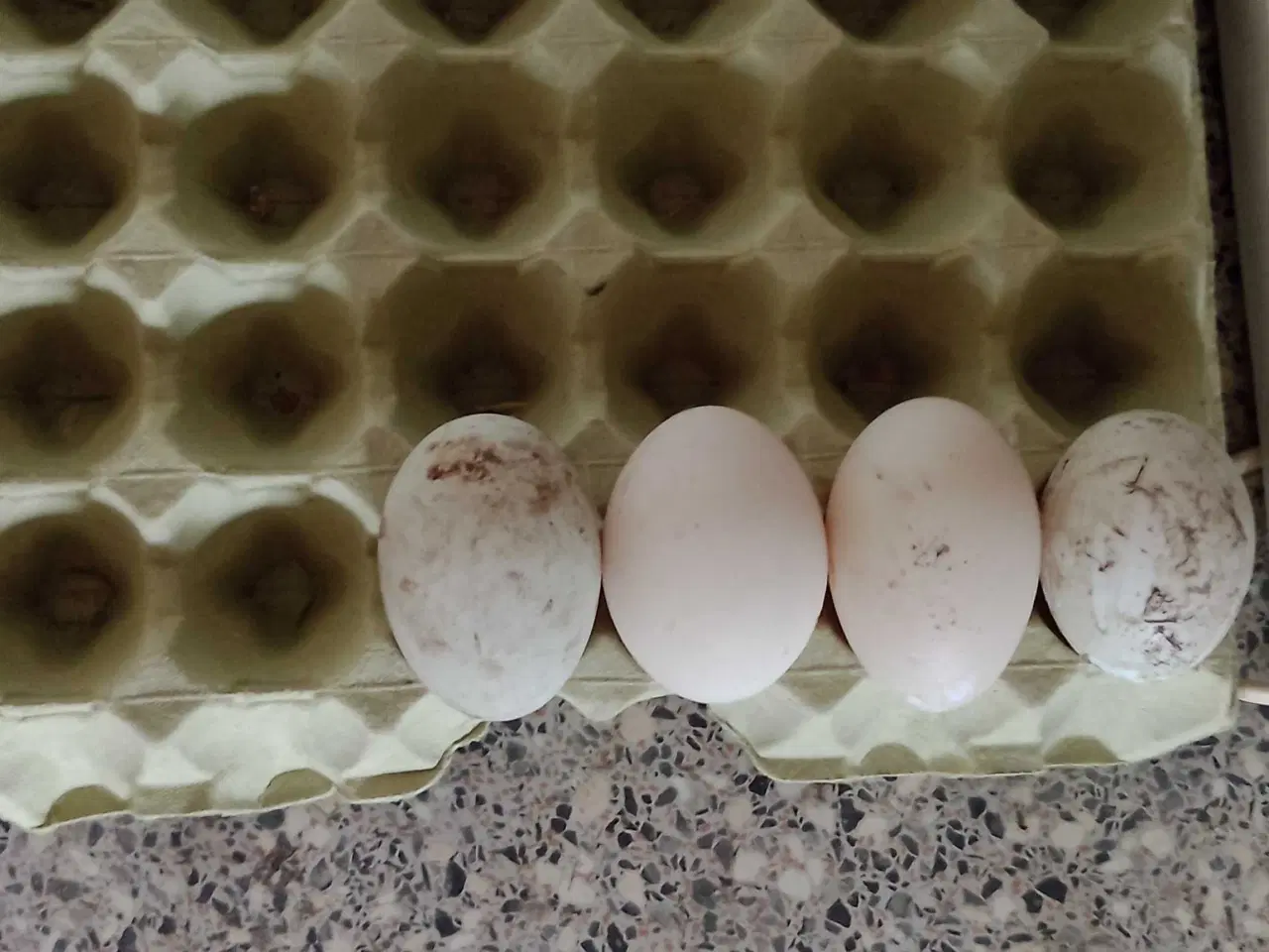 Billede 1 - Rugeæg fra svane gæs