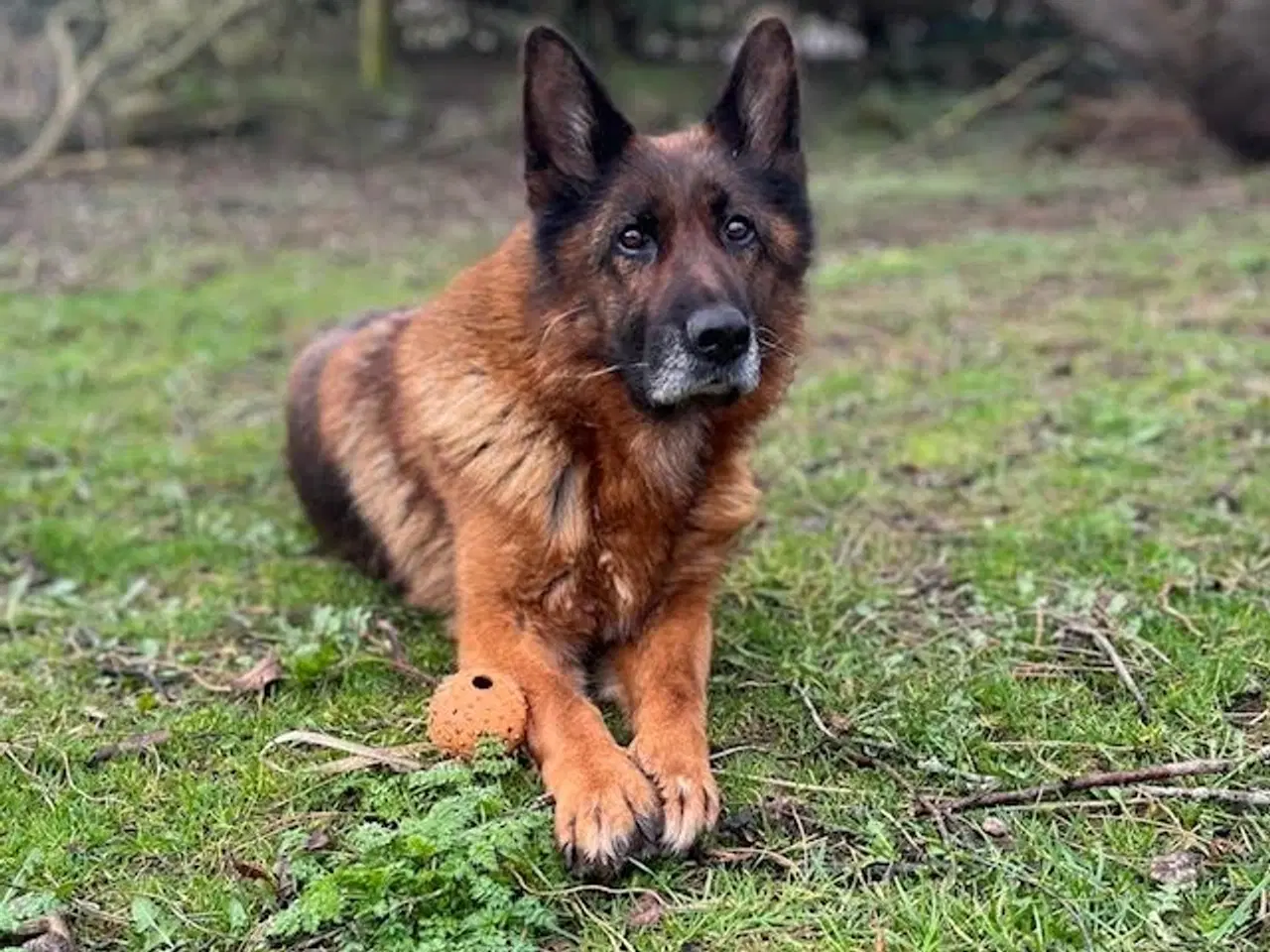 Billede 1 - Schæfertæve søger fodervært