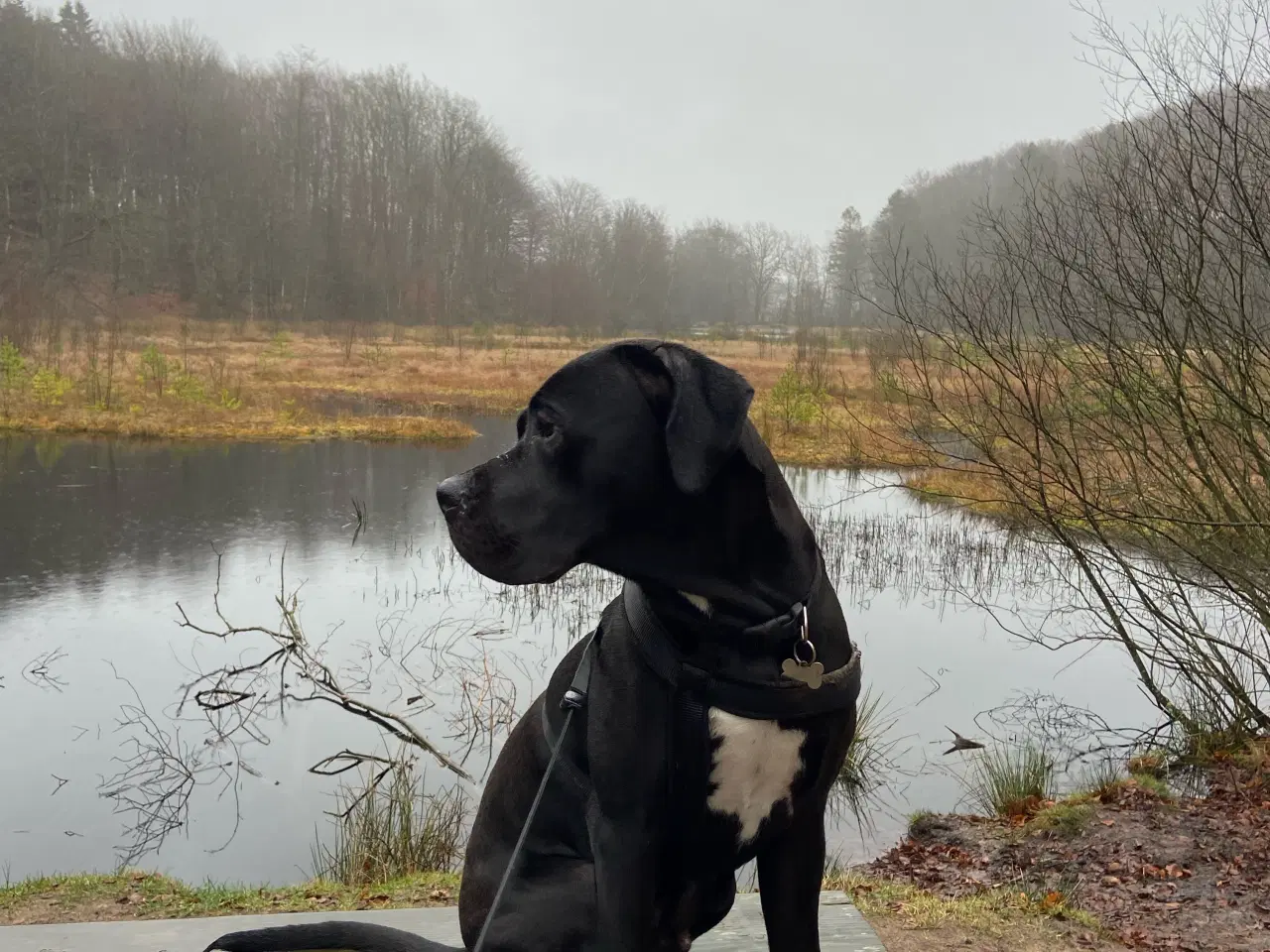 Billede 1 - Flot og kærlig Cane Corso søger ny familie / aktiv