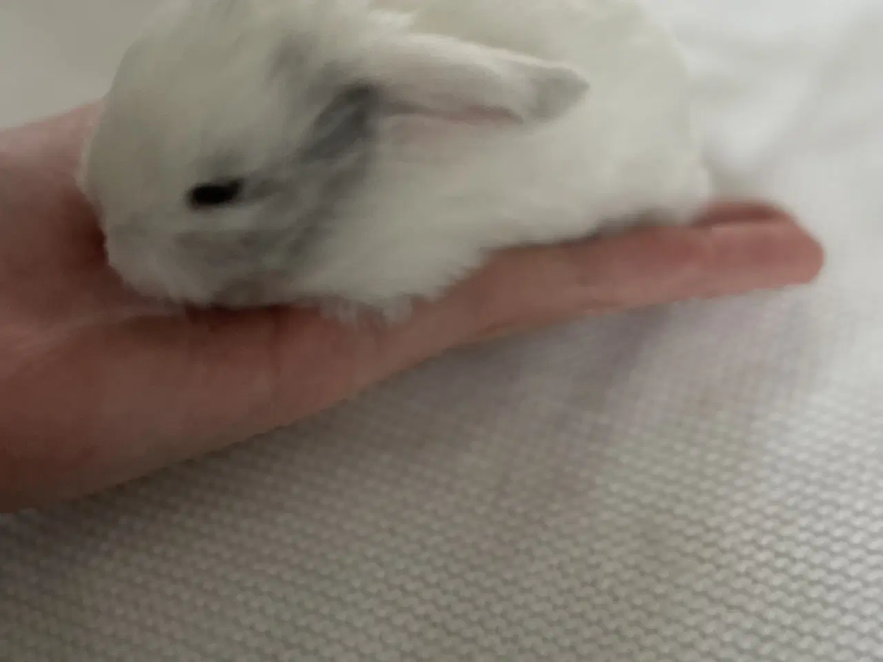 Billede 5 - Søde små minilop kaninunger🐰