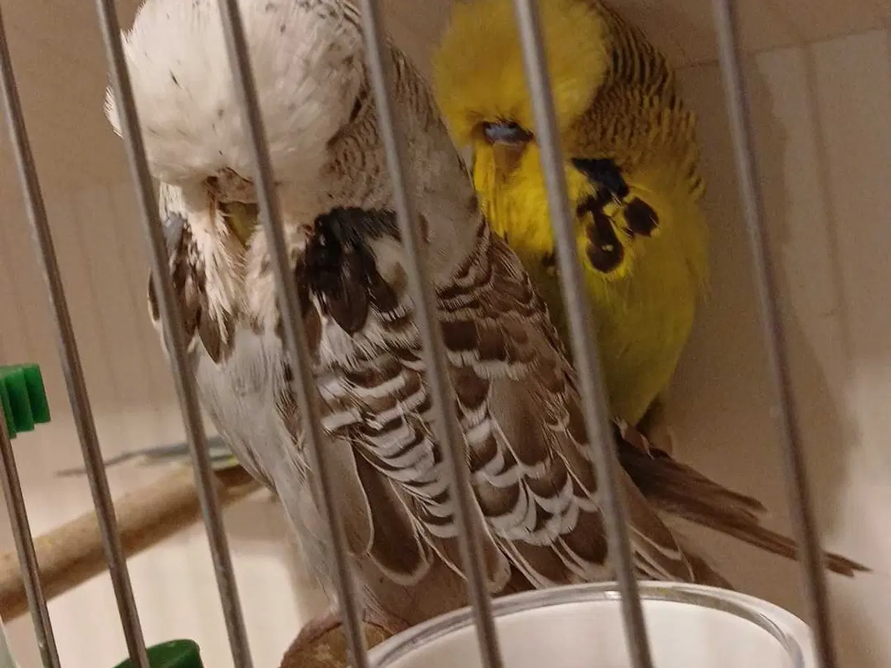 Billede 10 - 1 par Engelske undulater 