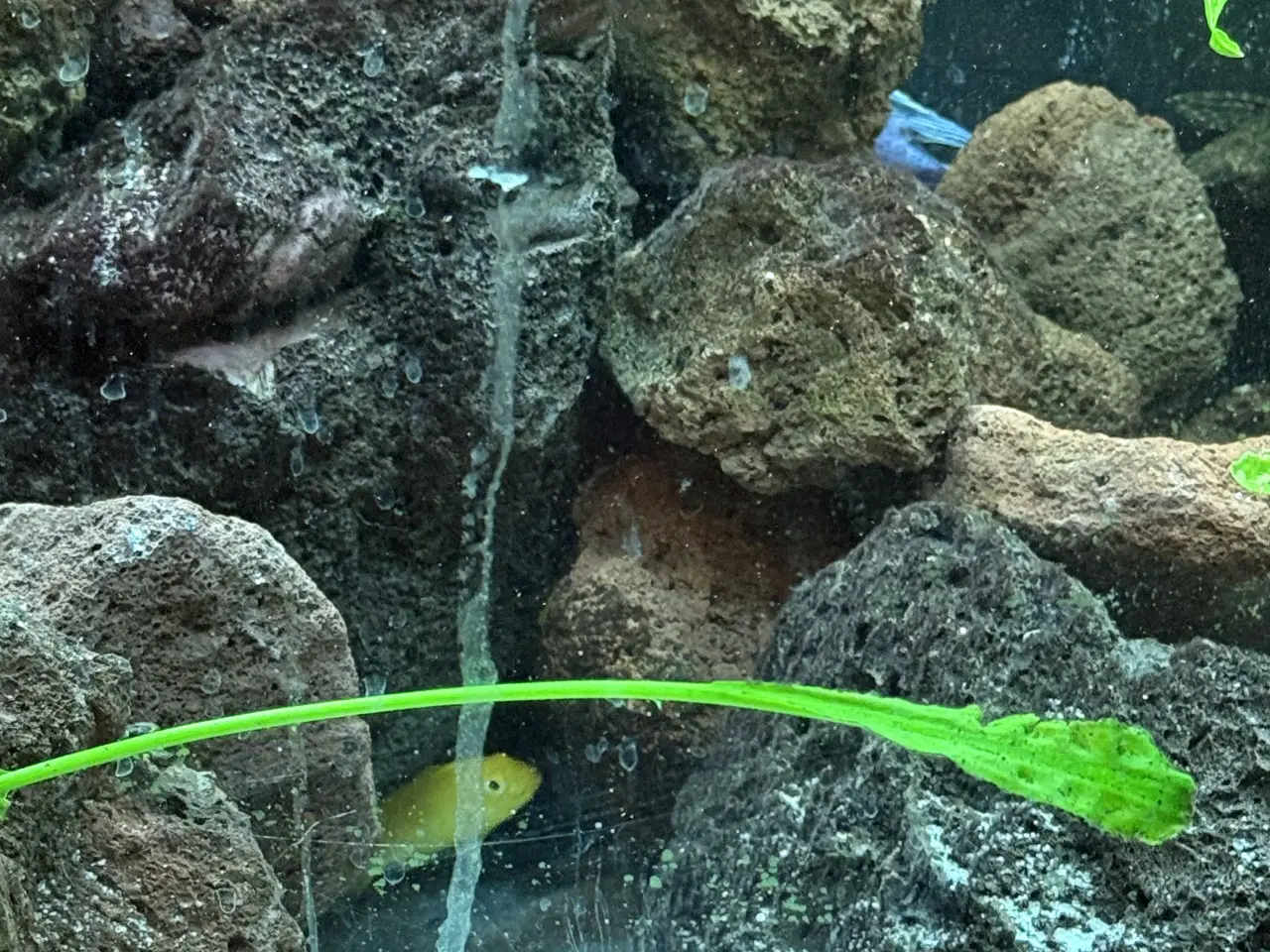 Billede 3 - Malawi cichlider – 20-25 stk med lidt yngel