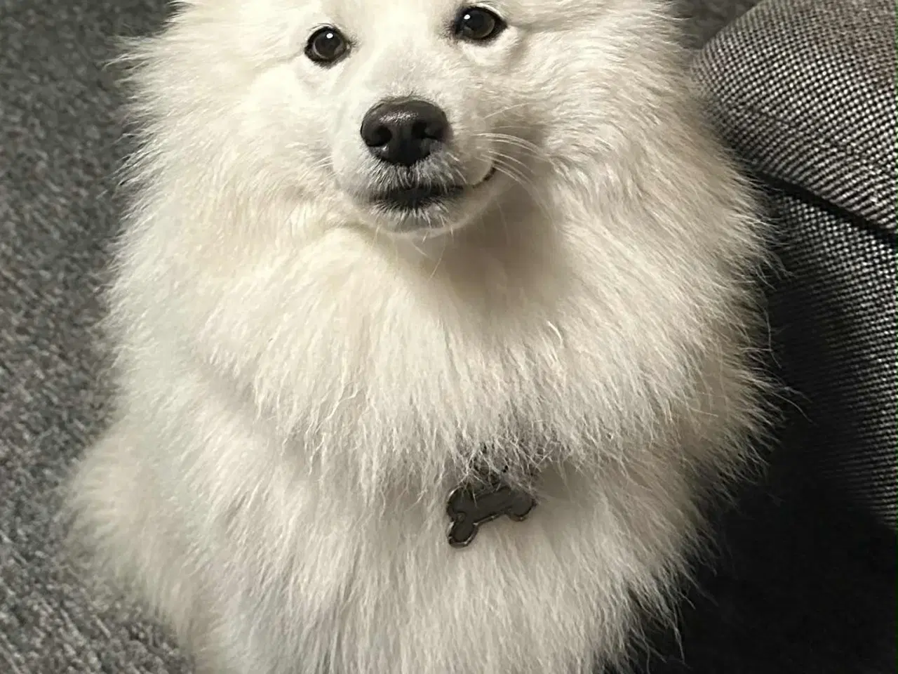 Billede 8 -  japansk spids