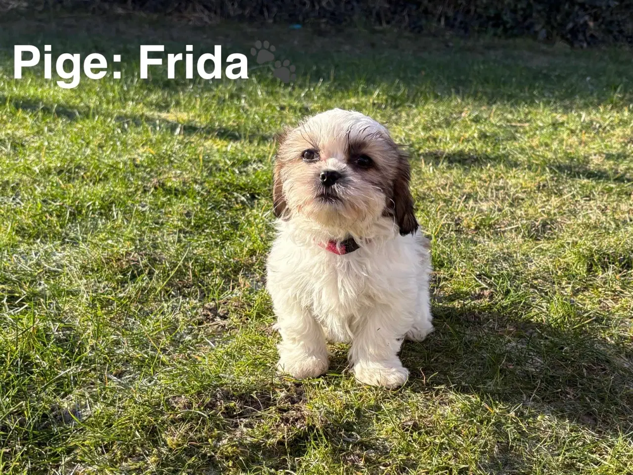 Billede 4 - Hvalpe - Shihtzu/malteser - bomuldshvalpe