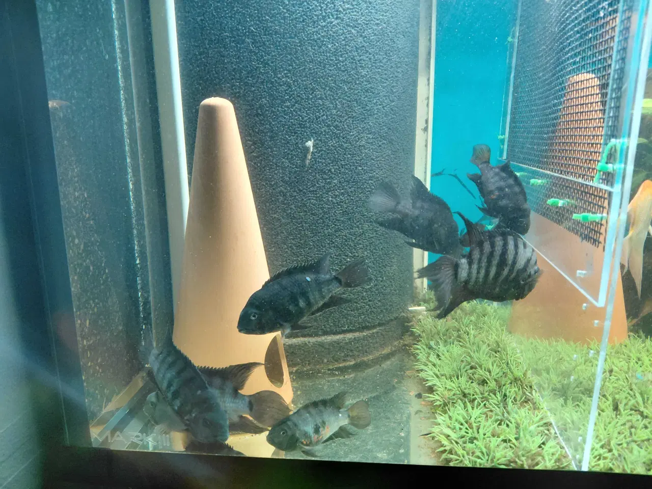 Billede 3 - zebra cichlider