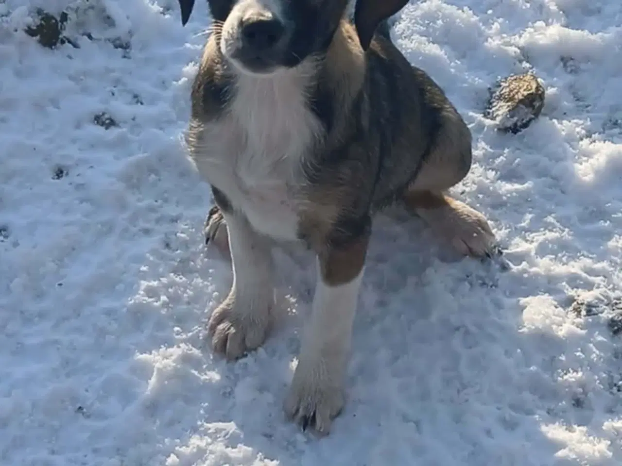 Billede 3 - Skønne Ada søger sin egen familie