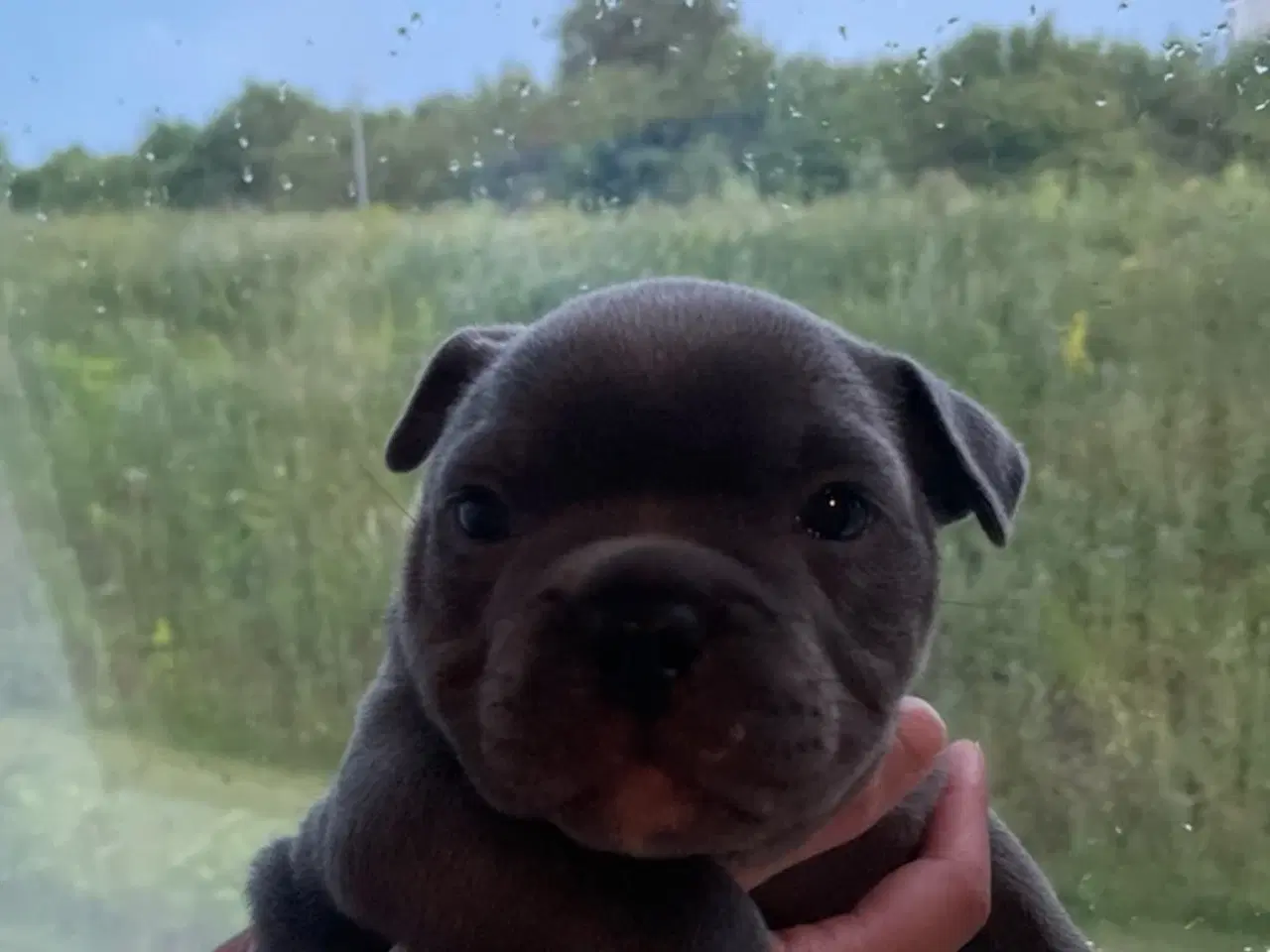 Billede 3 - American bully 