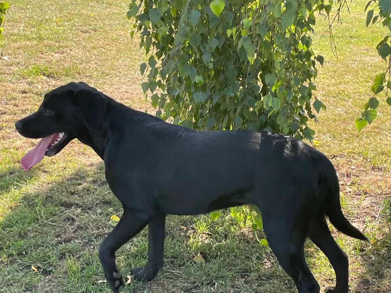 Billede 2 - Labrador 