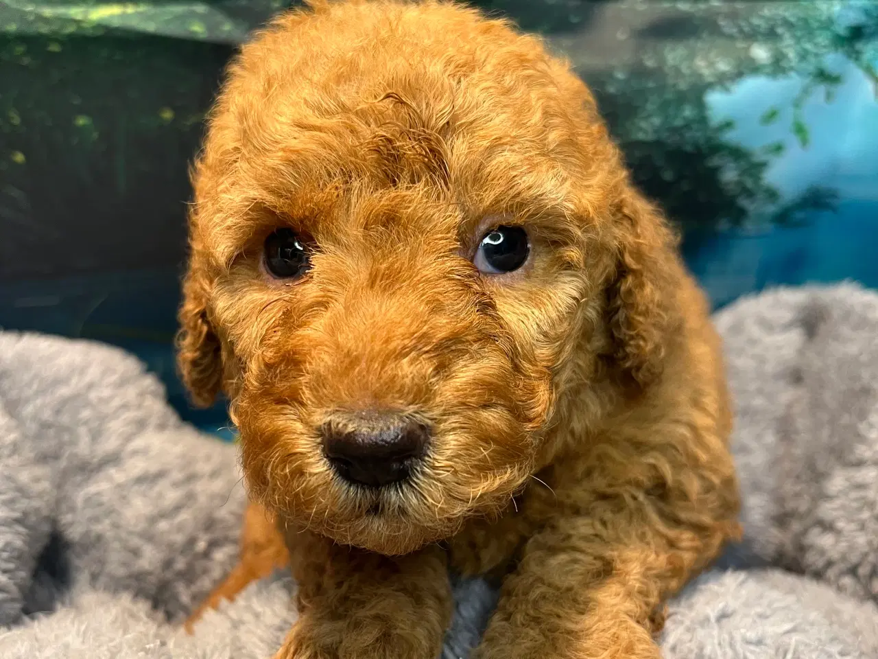 Billede 7 - Goldendoodle babyer 🥰🐾