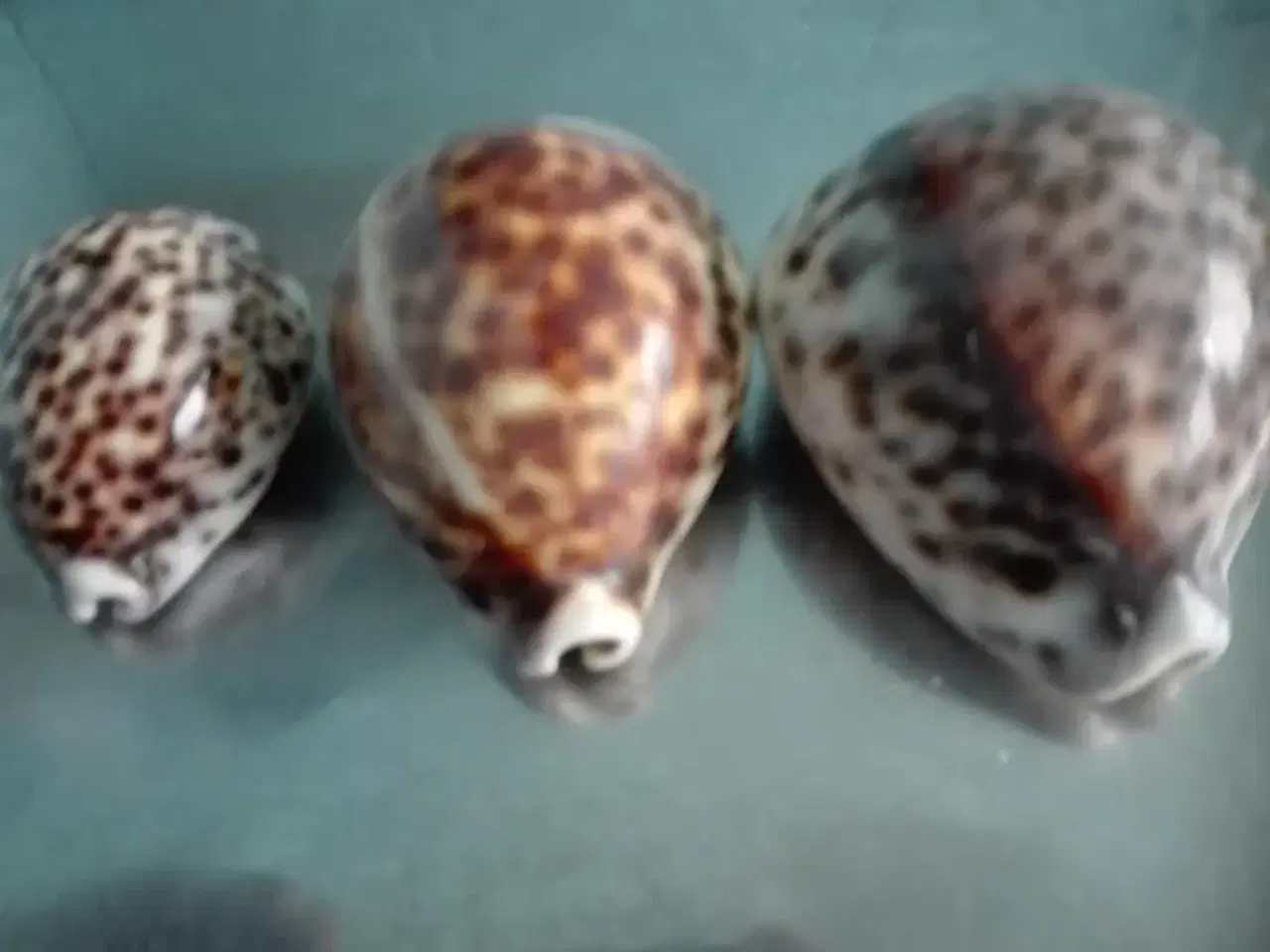 Billede 1 - Konkylier ( Tiger Cowrie ) , 3 stk