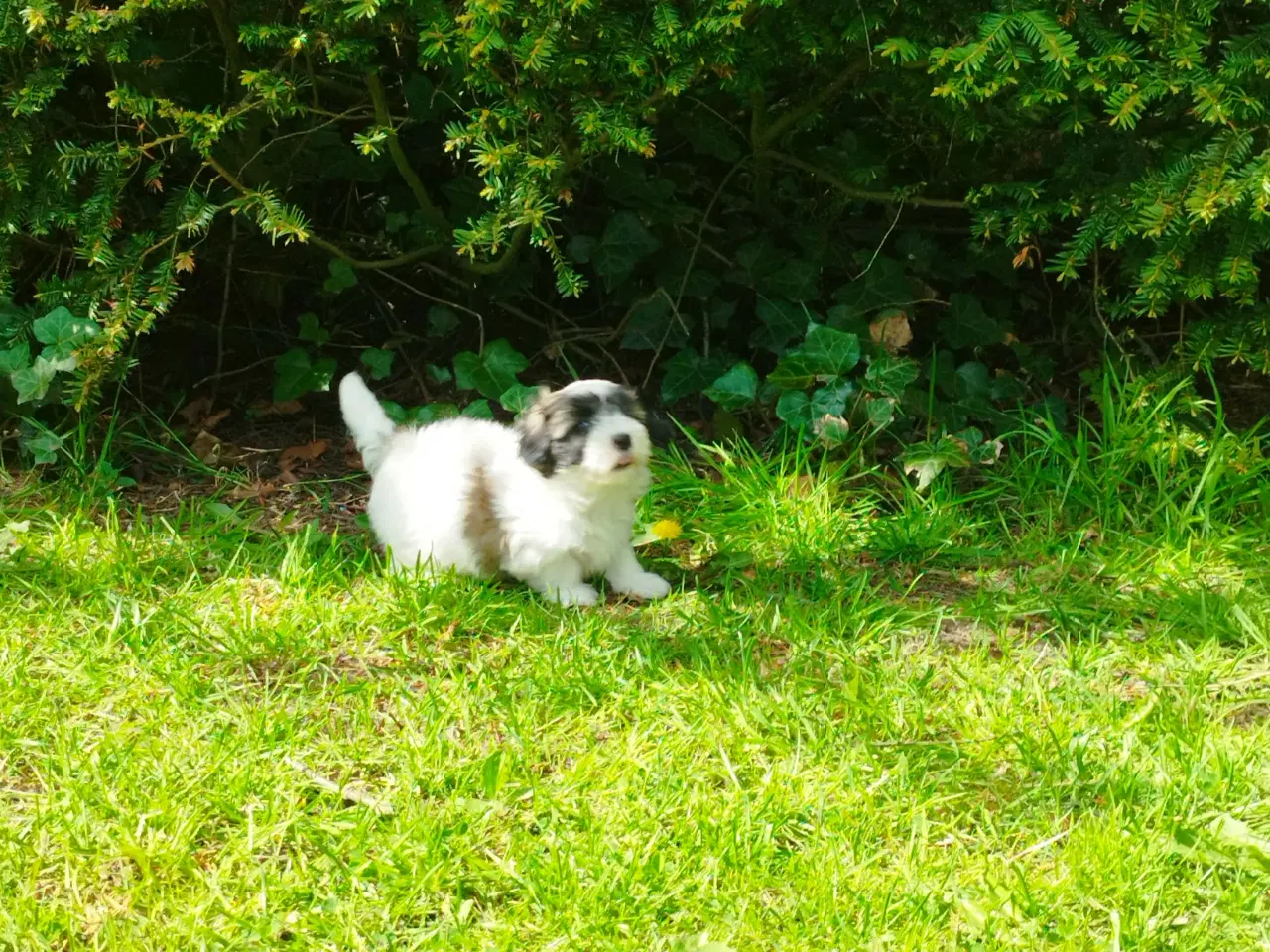 Billede 4 - Coton de tulear hvalpe piger