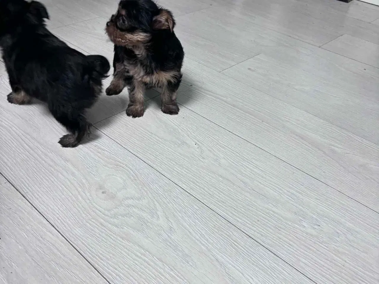 Billede 4 - Yorkshire Terrier hvalpe