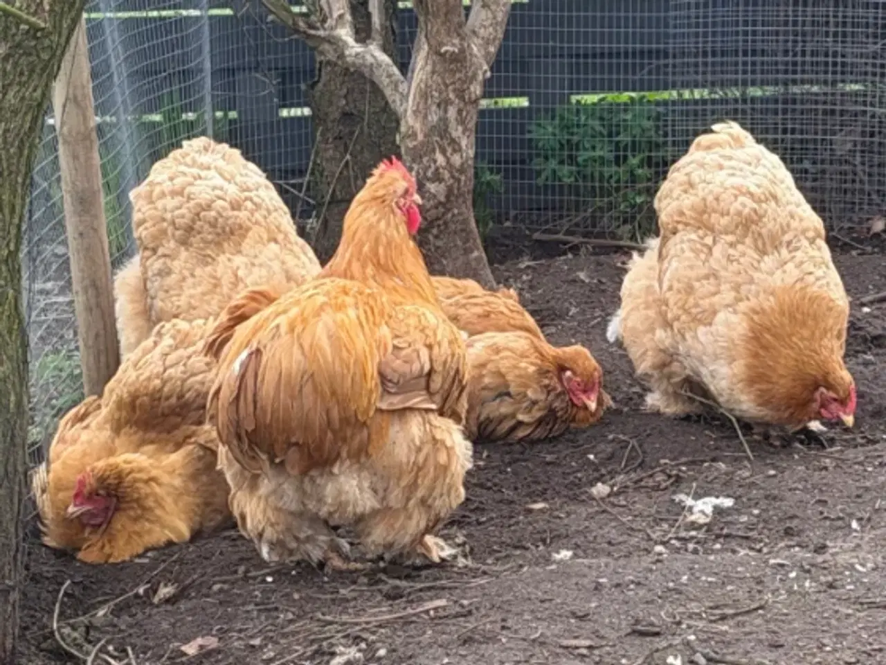 Billede 2 - Søger Gul Orpington eller Kochin stor race