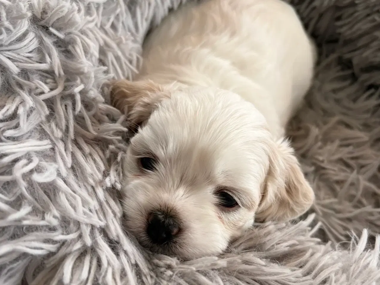 Billede 4 - Havashu-hvalp (Bichon Havanais og Shih Tzu)