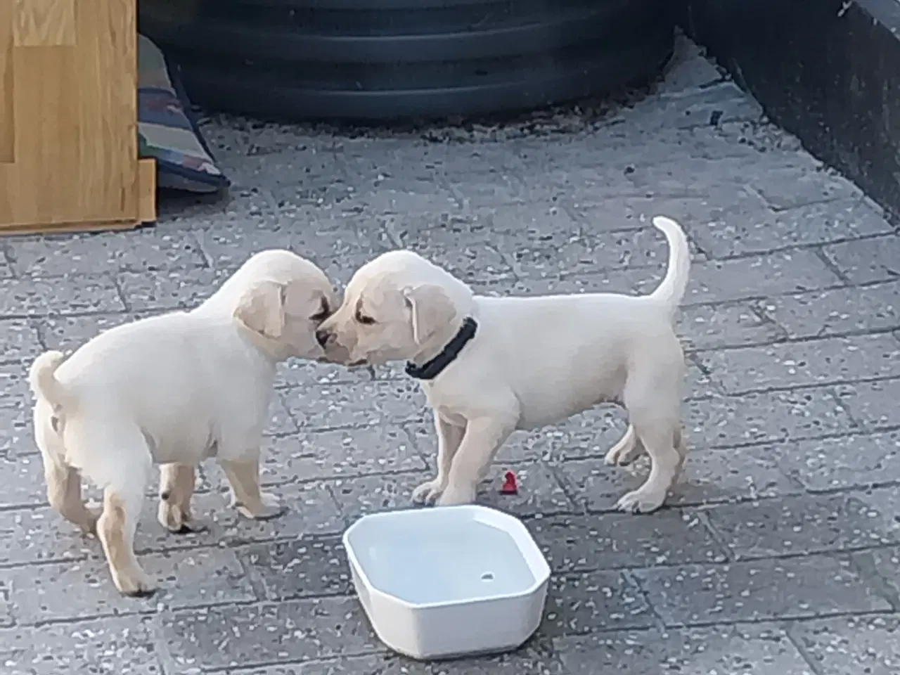 Billede 12 - Gule Labrador hvalpe.