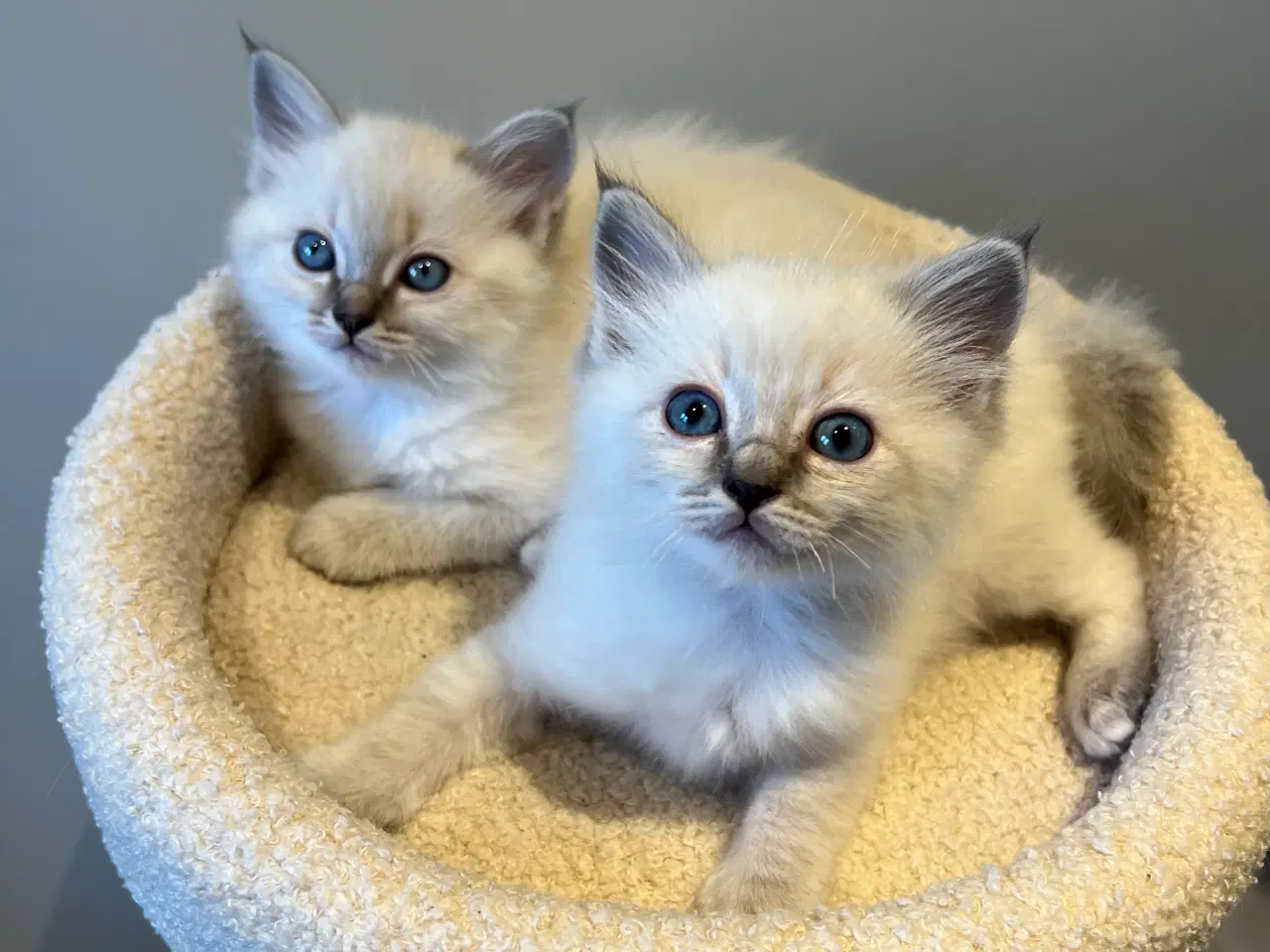 Billede 6 - Bedårende ragdolls killinger 