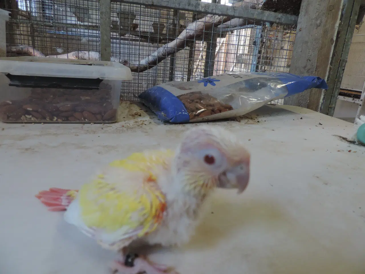 Billede 3 - Grønkindet Conure, mutation.