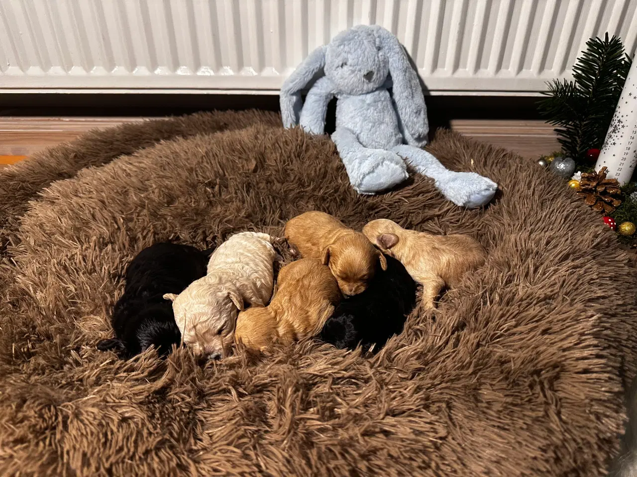 Billede 12 - Cavapooo