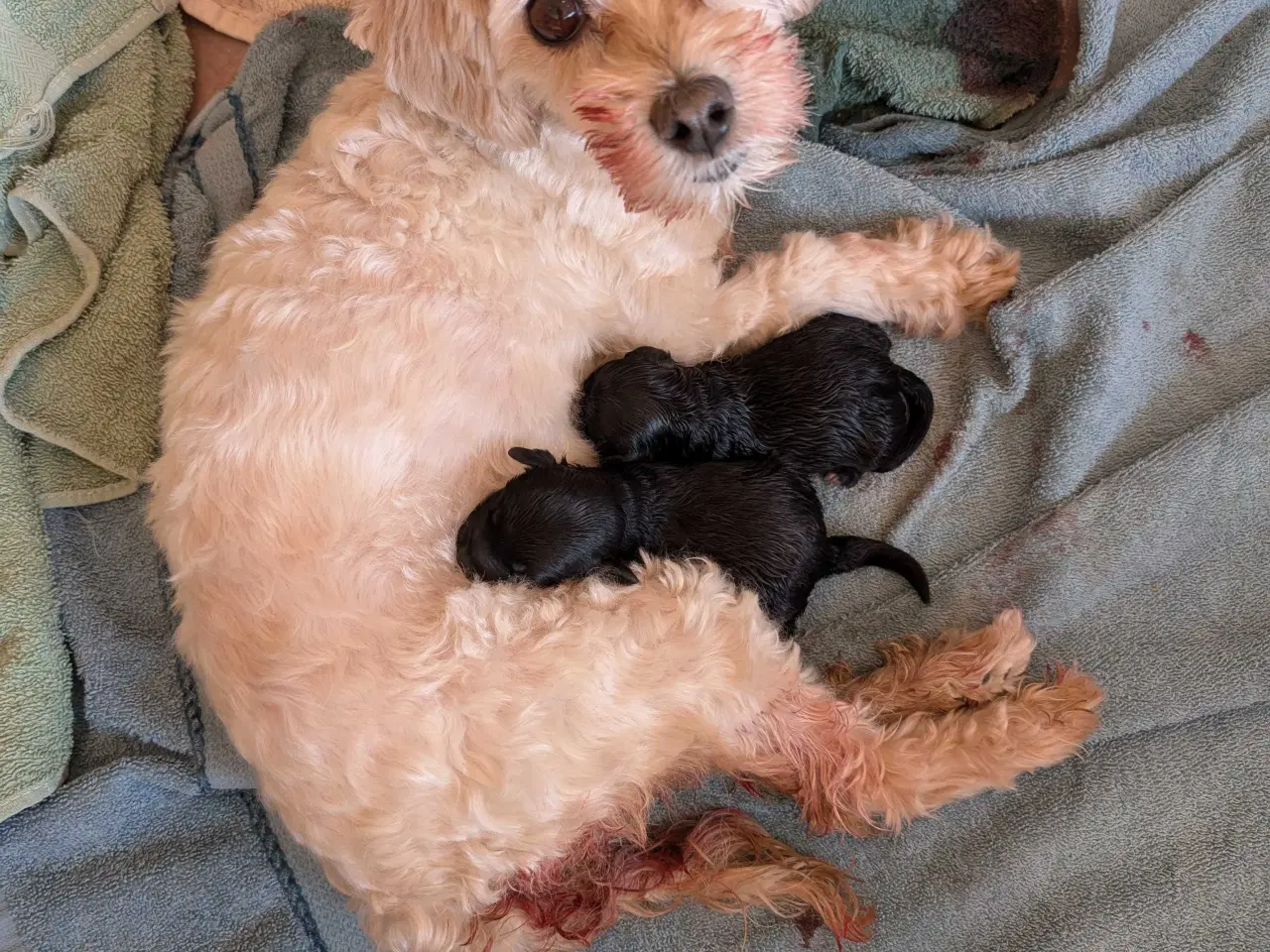 Billede 17 - Rumle og børste - Maltipoo