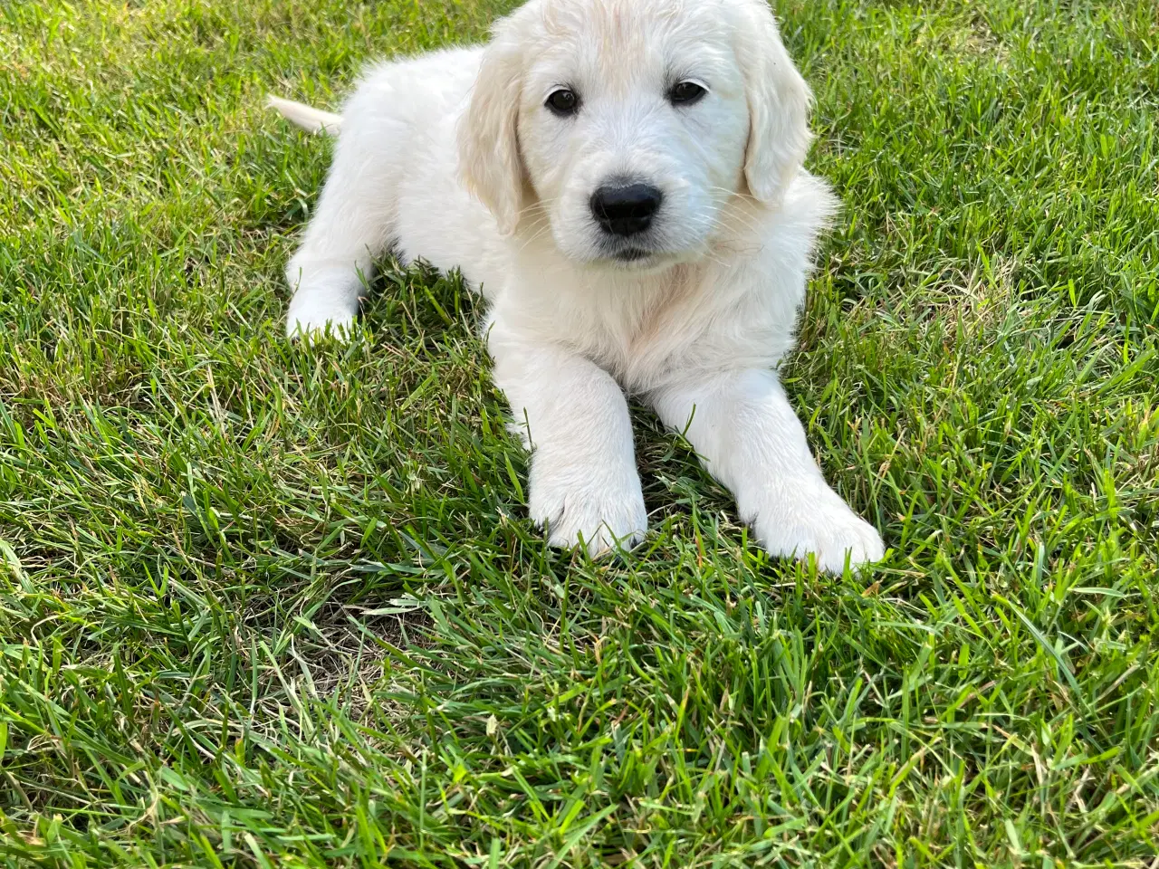 Billede 17 - Golden retriever hvalpe sælges