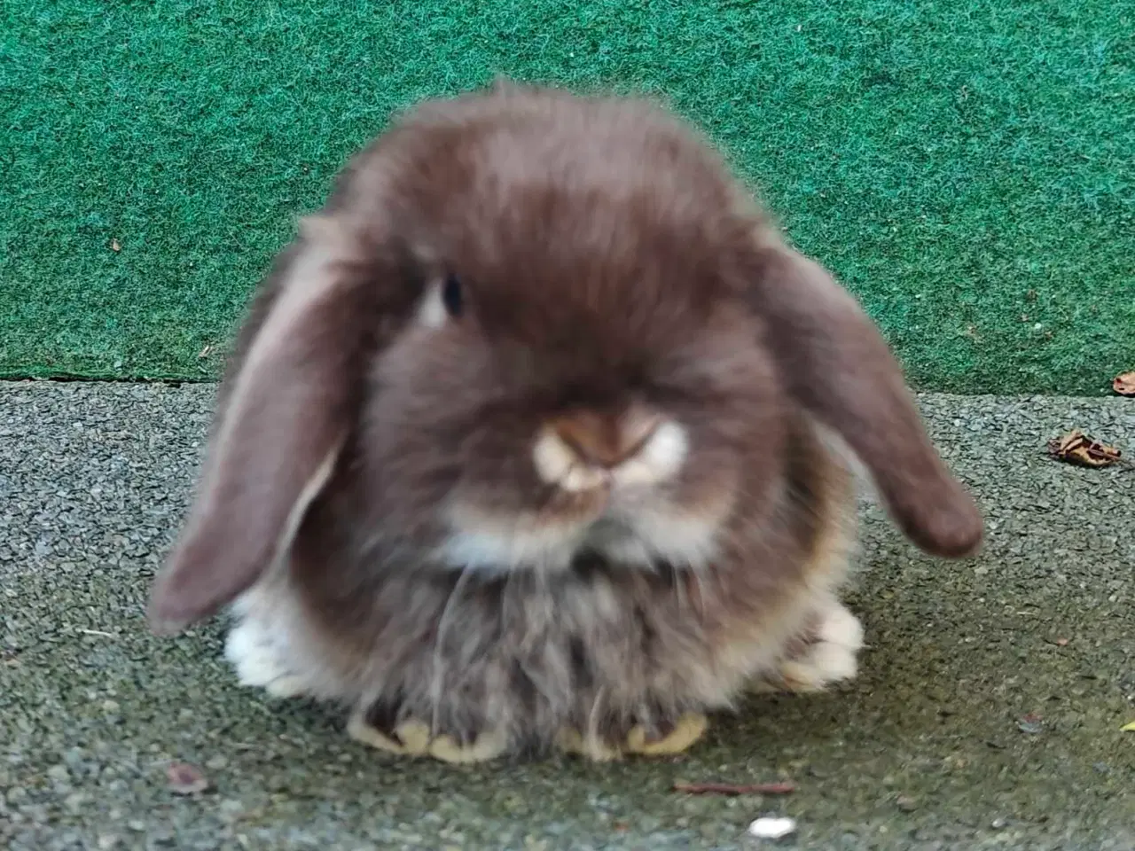 Billede 10 - Minilop