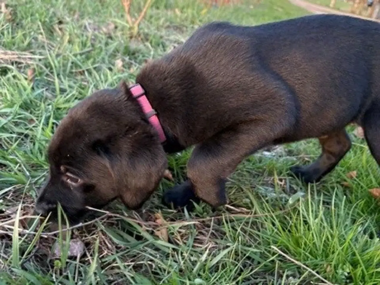 Billede 3 - Labrador formel 1 hanhvalp søger ny madskål 