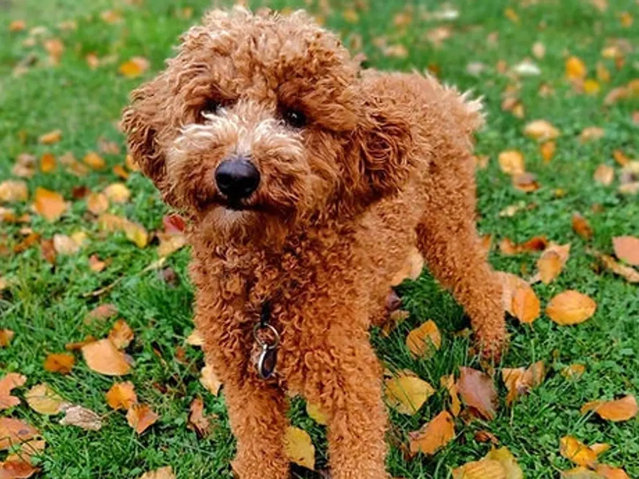 Billede 15 -  Smukke Goldendoodle mellem doodle hvalpe