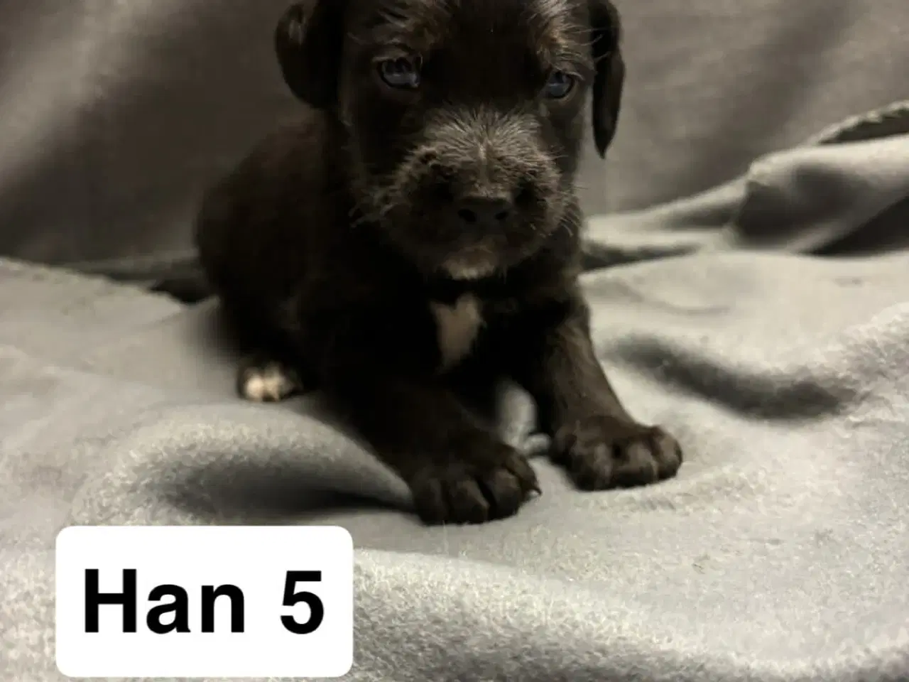 Billede 5 - D/s gårdhund blanding