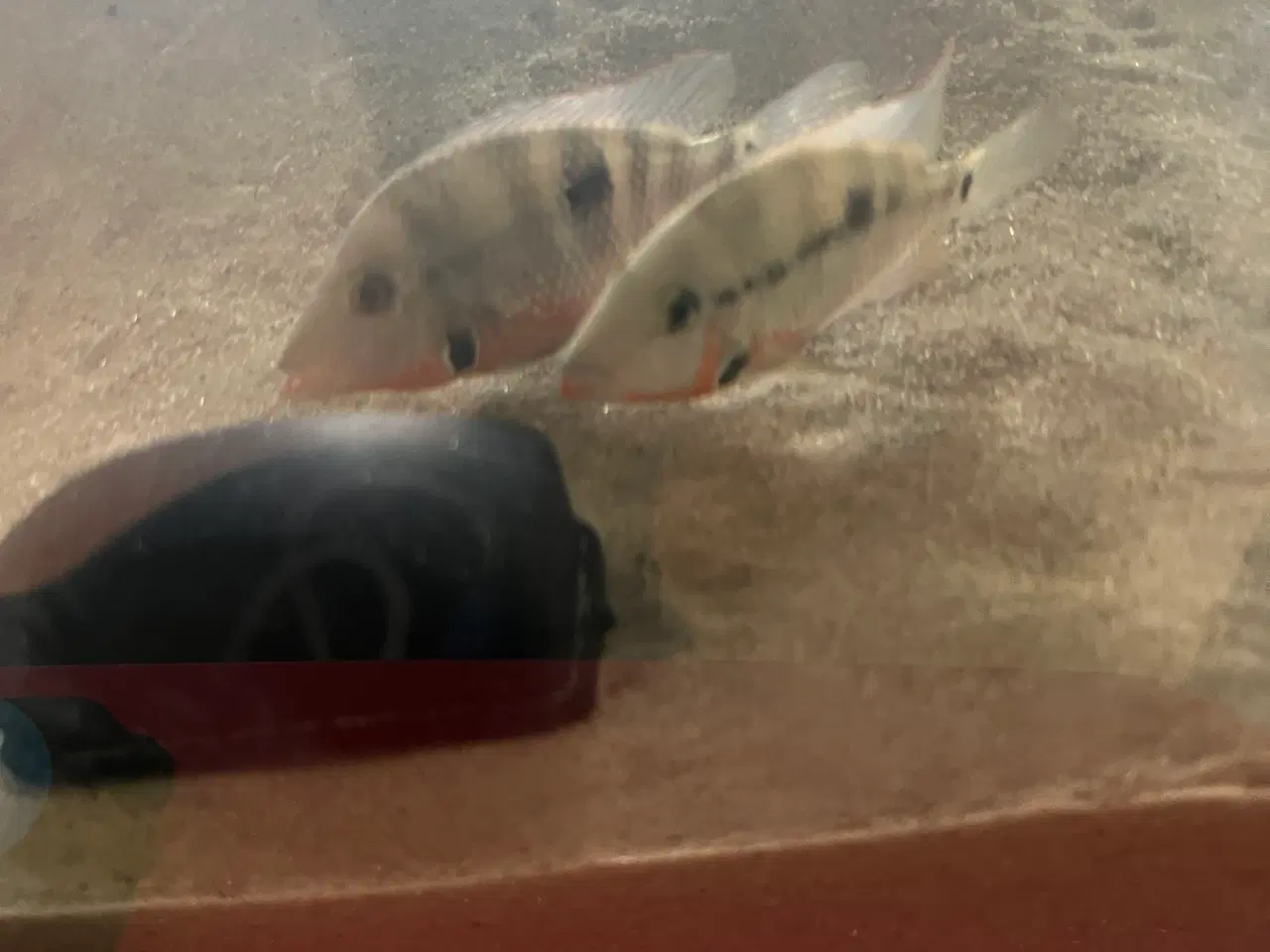 Billede 4 - Modtager fisk