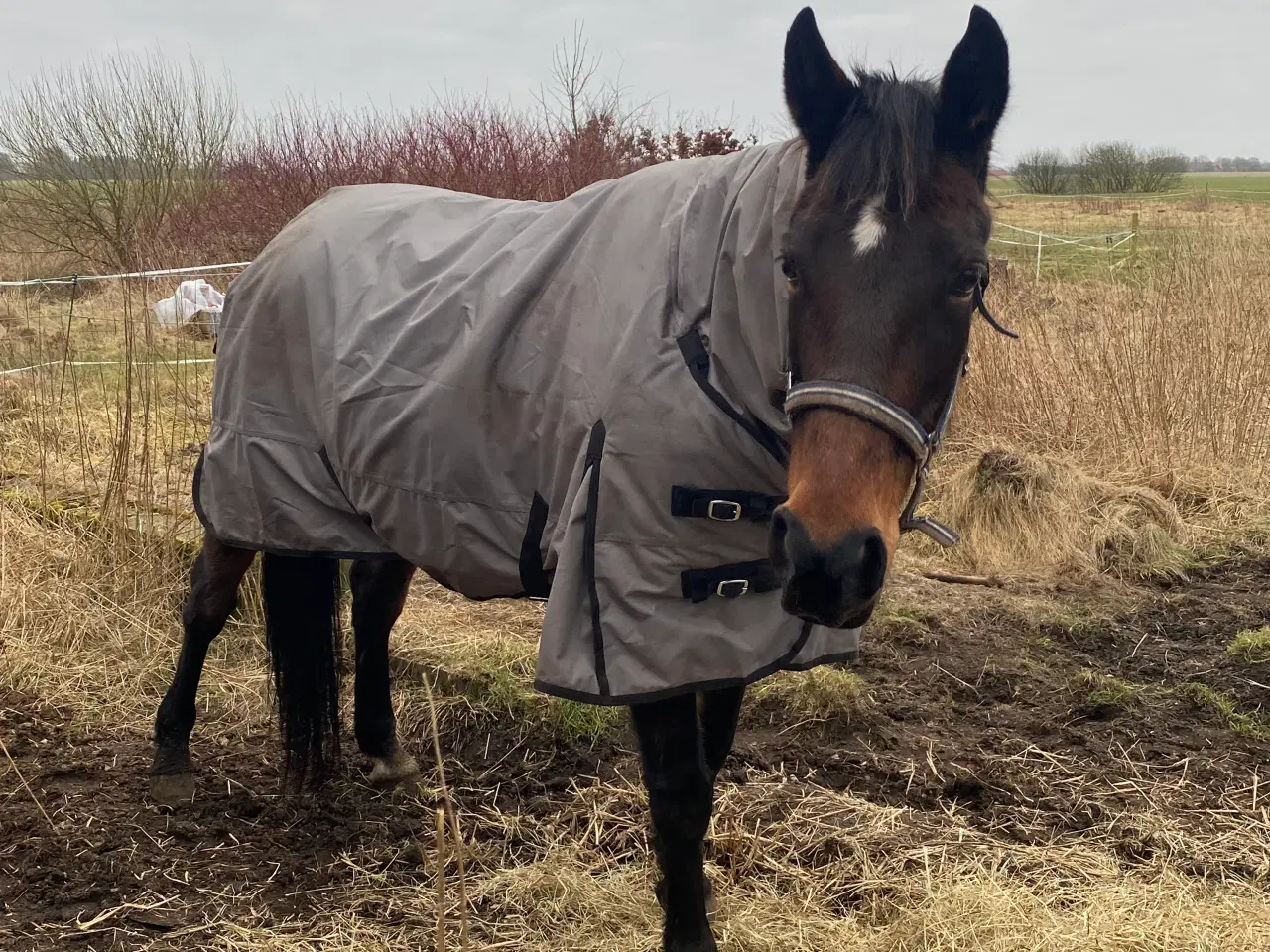 Billede 11 - 13 årig pensioneret traver hoppe/ hygge hest/