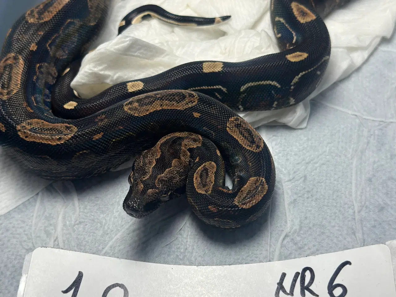 Billede 1 - Boa constrictor Keltic IMG poss Leopard Kahl A