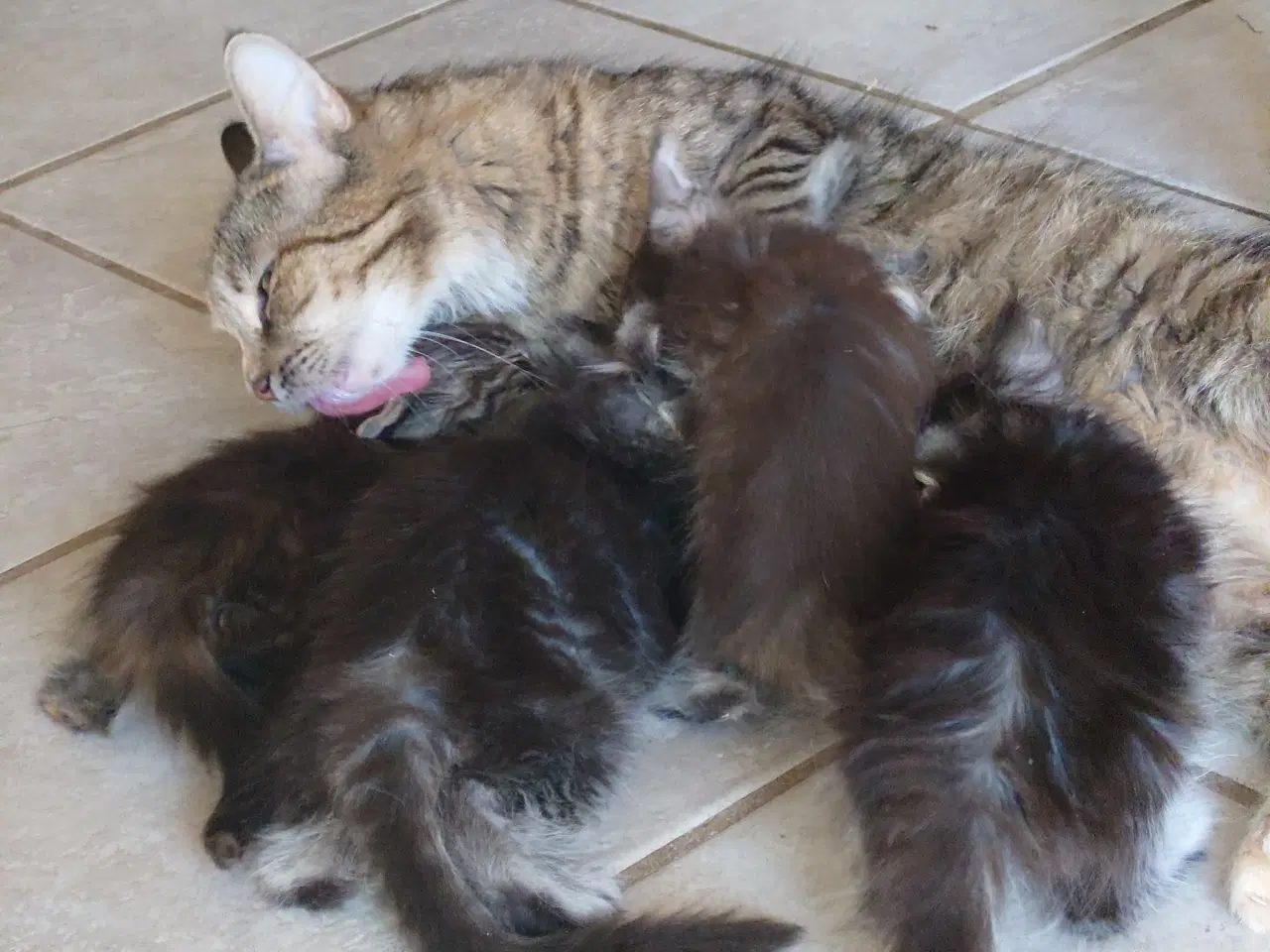 Billede 2 - Maine coon killinger, far ægte med tavle