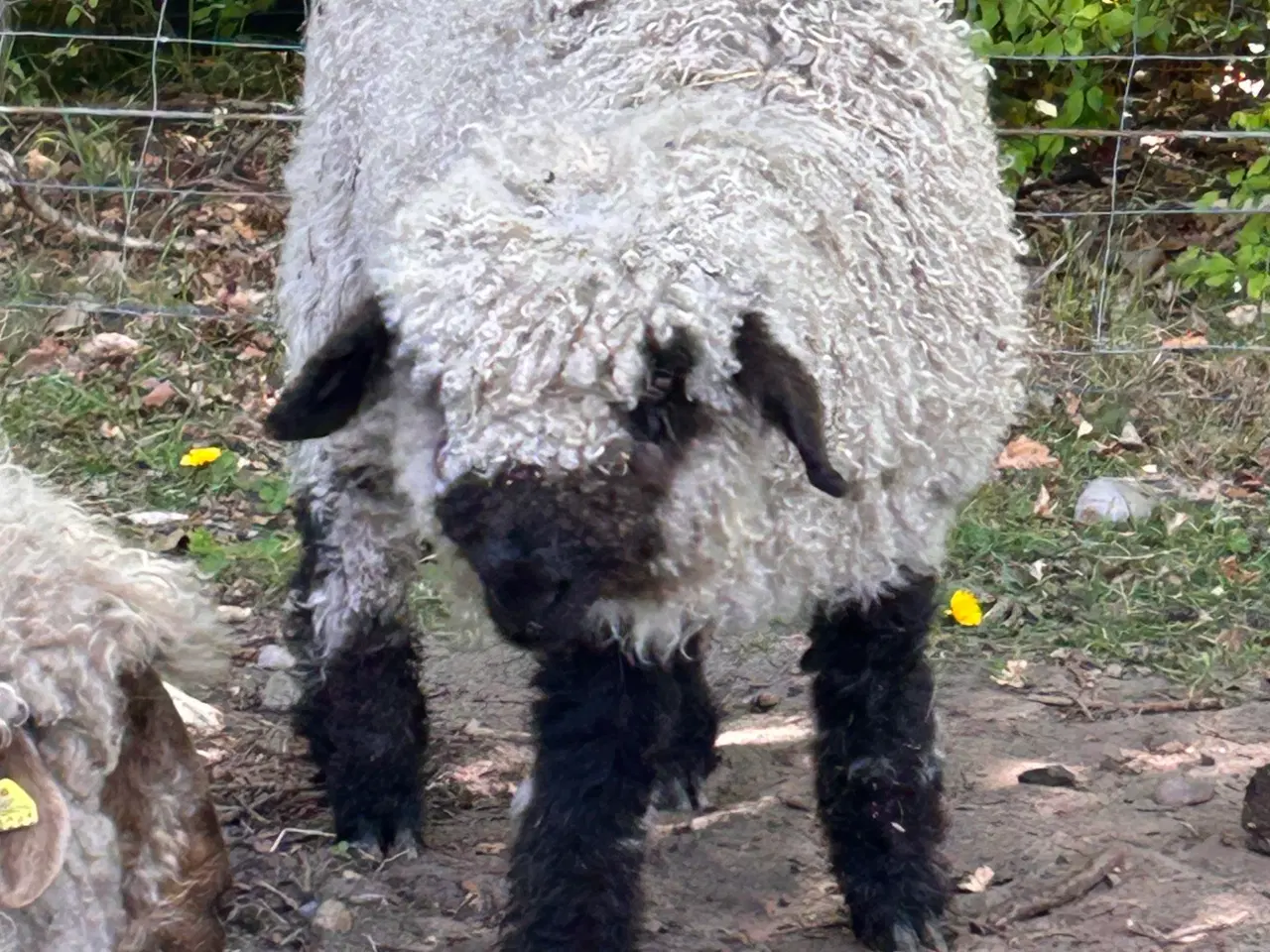Billede 4 - 2 Vallais Blacknose Væddere