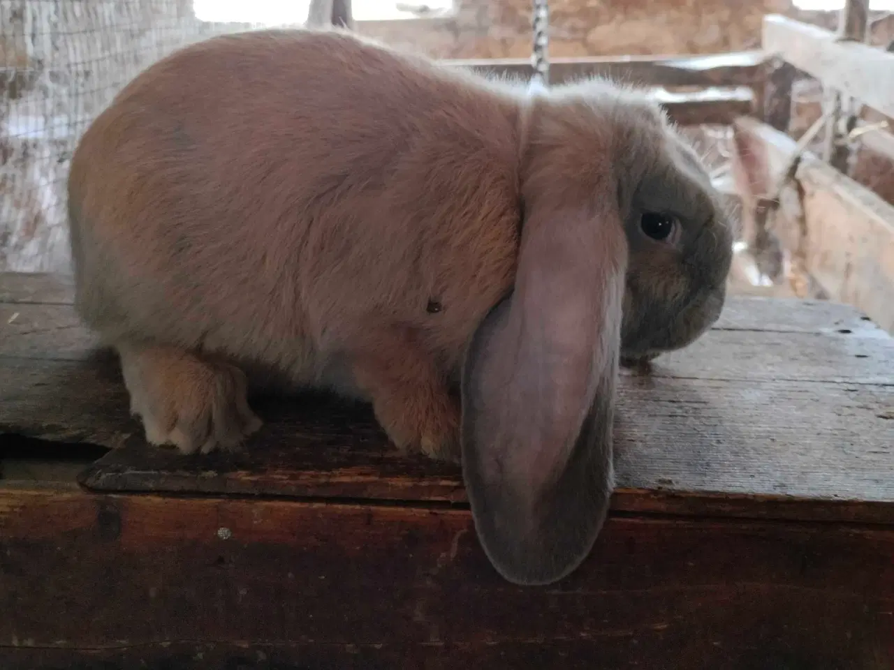 Billede 1 - Fransk vædder 