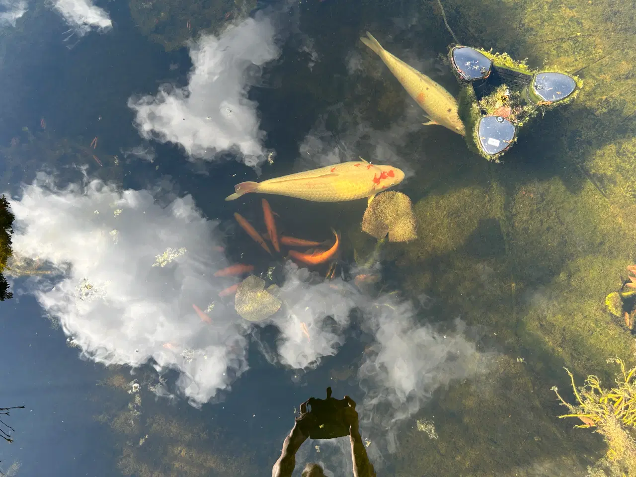 Billede 1 - Havedam sælges 