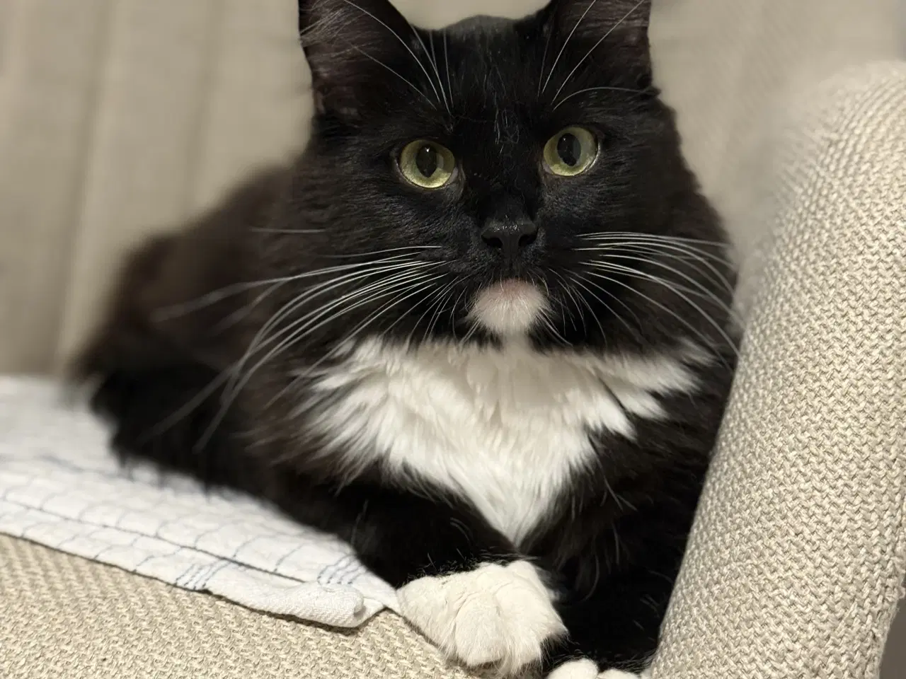 Billede 4 - Onkel Ole søger nyt hjem 